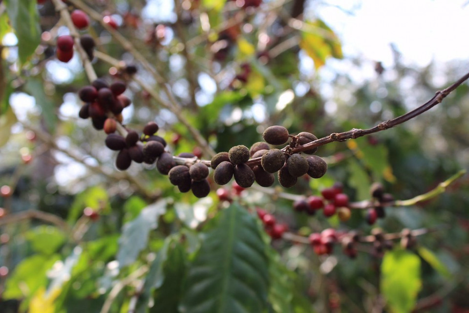 Cafea de specialitate guatemala natural finca la bolsa ramura
