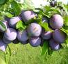 Gal prune silvia