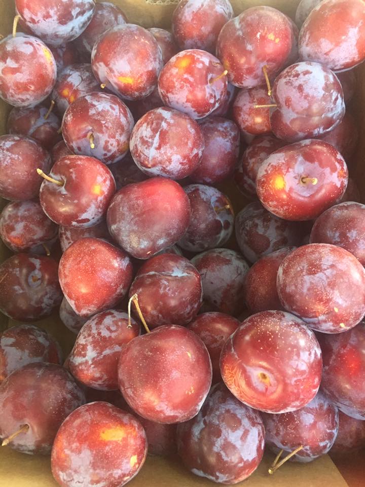 Prune dobrogea