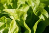 Gal salata verde