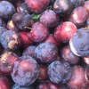 Gal prune bio