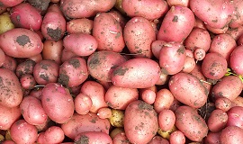 Cartofi rosii