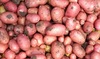 Gal cartofi rosii